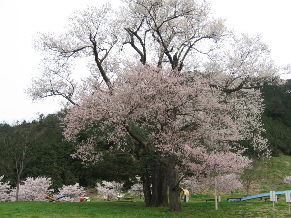 Michi No Eki Hattou — Grape in Japan