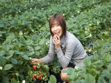 Tateyama Ichigo Kari Center — 일본 아마오 딸기 따기 스팟