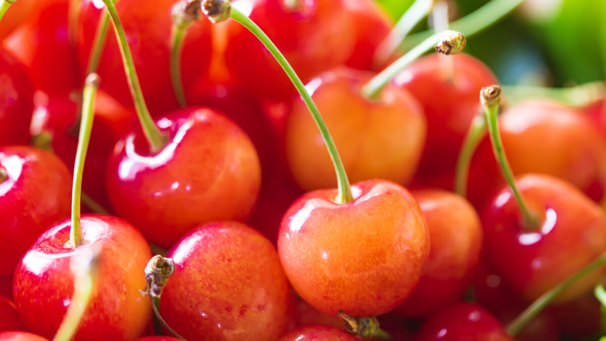 Takahashi Fruits Land — 일본 라프랑스